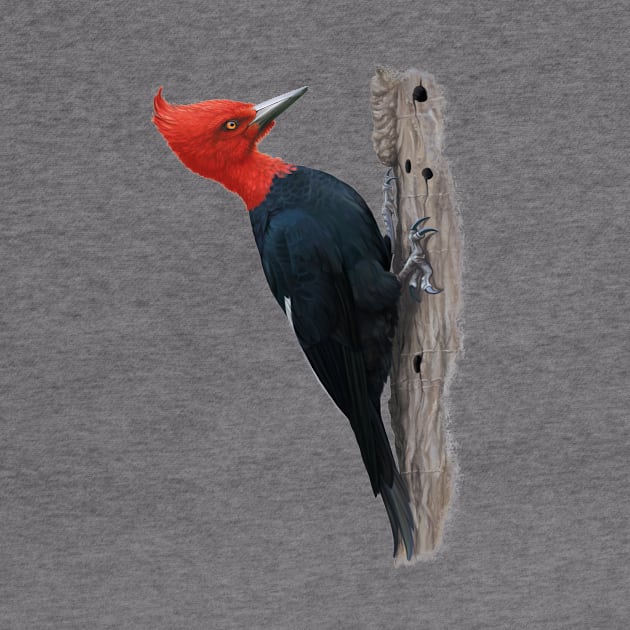 Magellanic woodpecker by uialwen